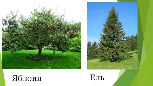 Ель Яблоня 