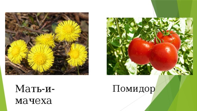 Мать-и-мачеха Помидор 