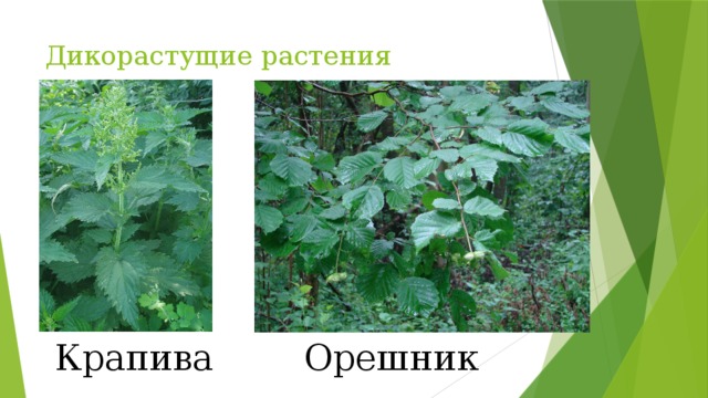 Дикорастущие растения Крапива Орешник 