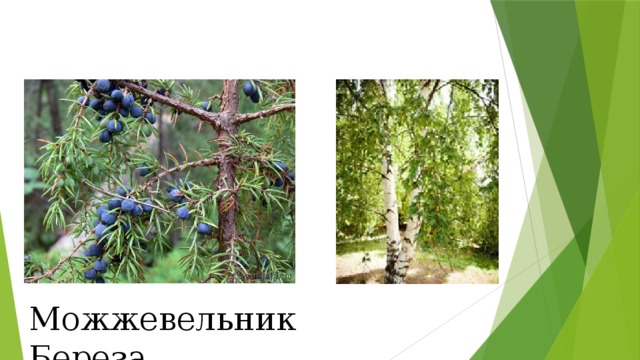 Можжевельник Береза 