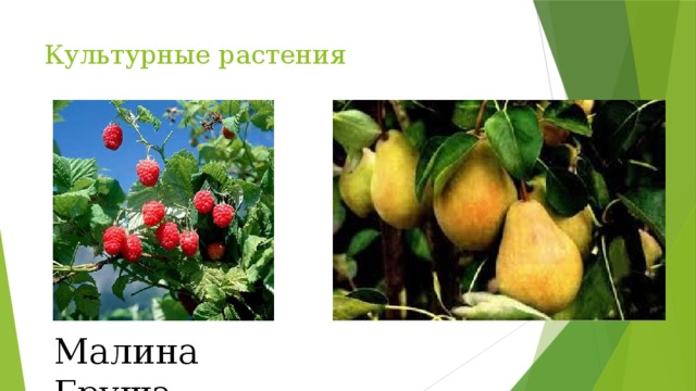 Культурные растения Малина Груша 