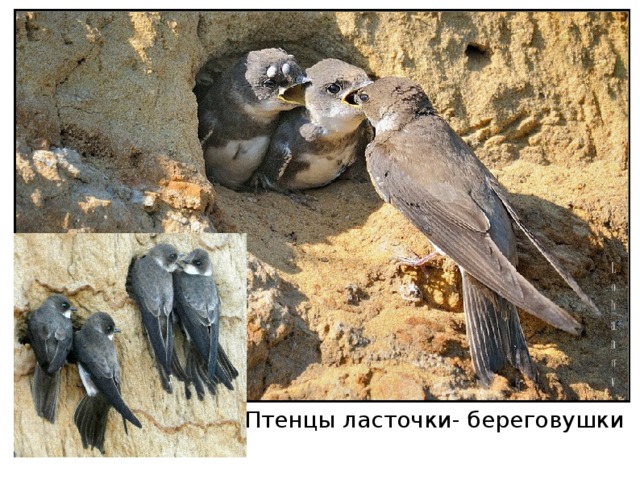 Птенцы ласточки- береговушки 