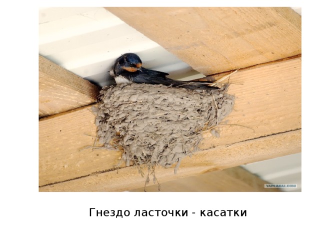 Гнездо ласточки - касатки 