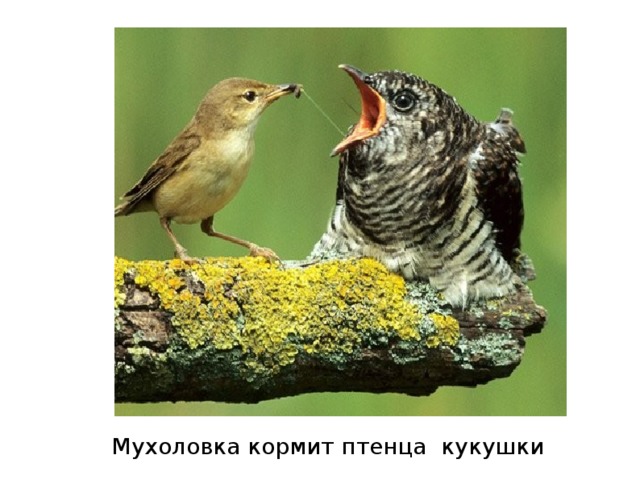 Мухоловка кормит птенца кукушки 