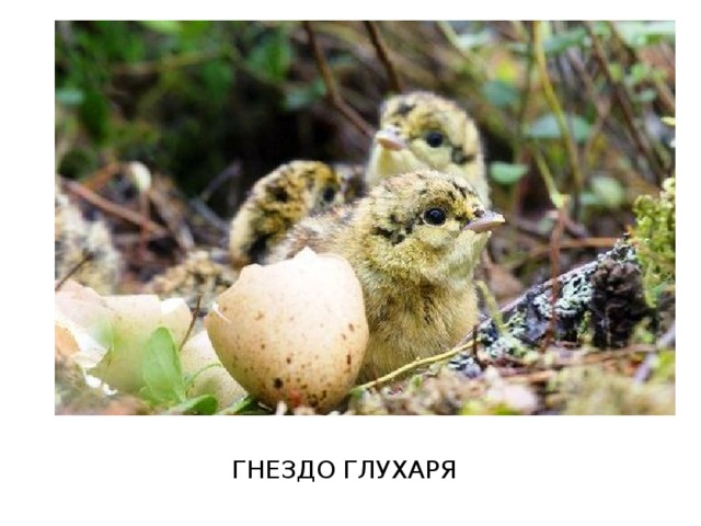 ГНЕЗДО ГЛУХАРЯ 