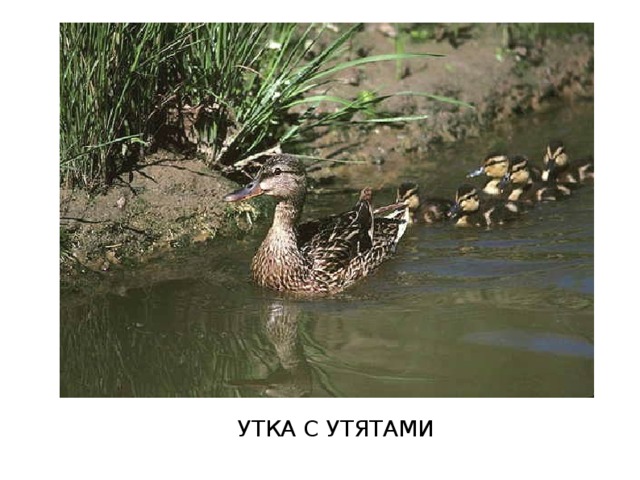 УТКА С УТЯТАМИ 