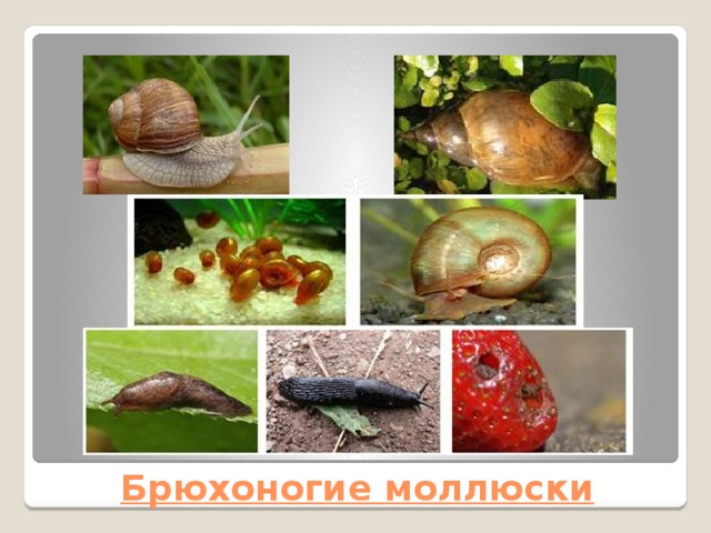 Брюхоногие моллюски 