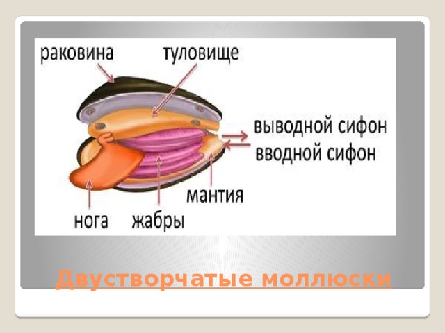 Двустворчатые моллюски 