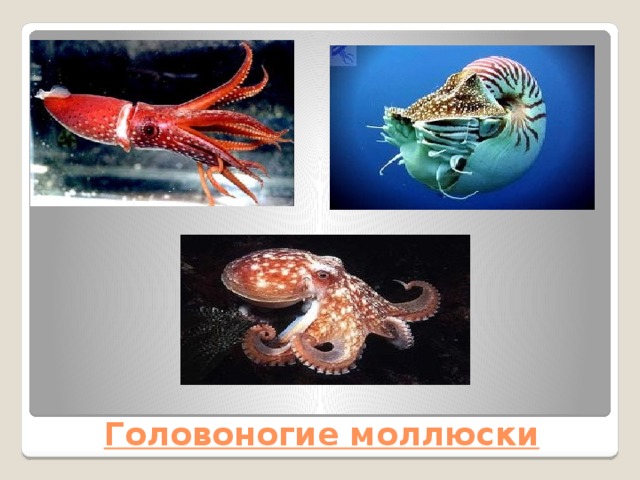 Головоногие моллюски 