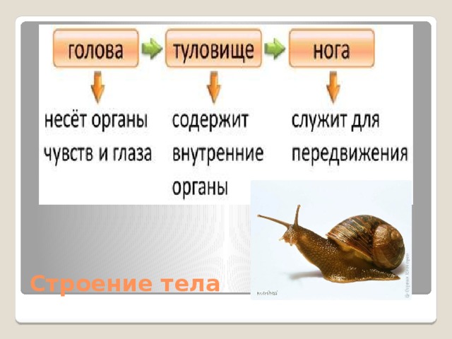 Строение тела 