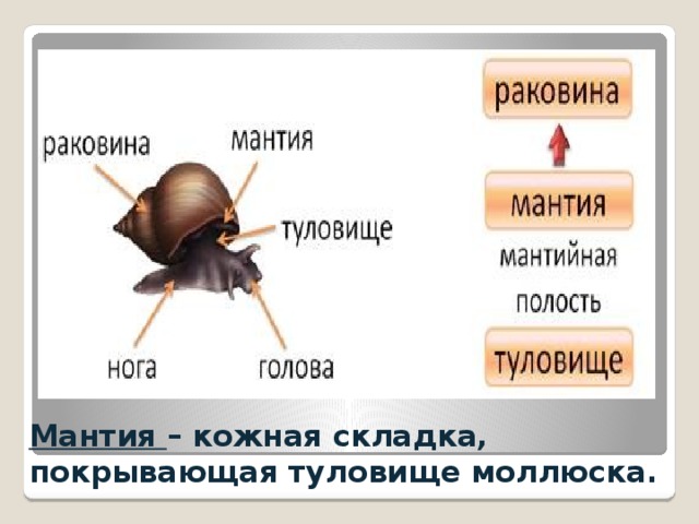 Мантия – кожная складка, покрывающая туловище моллюска. 