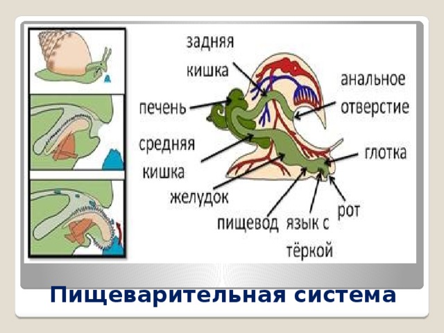Пищеварительная система 