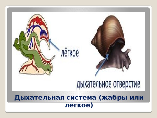 Дыхательная система (жабры или лёгкое) 