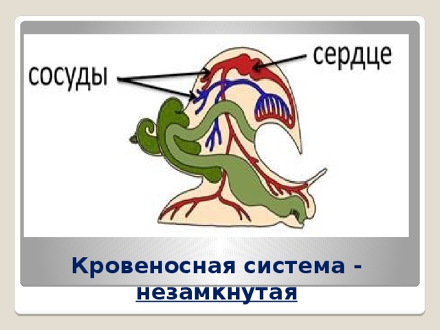 Кровеносная система - незамкнутая 