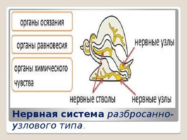 Нервная система   разбросанно-узлового типа . 