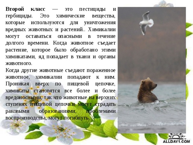  Второй класс — это пестициды и гербициды. Это химические вещества, которые используются для уничтожения вредных животных и растений.. Химикалии могут оставаться опасными в течение долгого времени. Когда животное съедает растение, которое было обработано этими химикатами, яд попадает в ткани и органы животного.  Когда другие животные съедают пораженное животное, химикалии попадают к ним. Проникая вверх по пищевой цепочке, химикаты становятся все более и более вредоносными, так что животные на верхних ступенях пищевой цепочки могут страдать раковыми образованиями, проблемами воспроизводства, могут погибнуть. 
