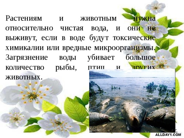  Растениям и животным нужна относительно чистая вода, и они не выживут, если в воде будут токсические химикалии или вредные микроорганизмы. Загрязнение воды убивает большое количество рыбы, птиц и других животных. 