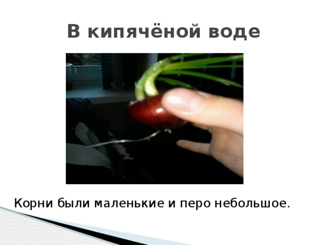 В кипячёной воде Корни были маленькие и перо небольшое. 