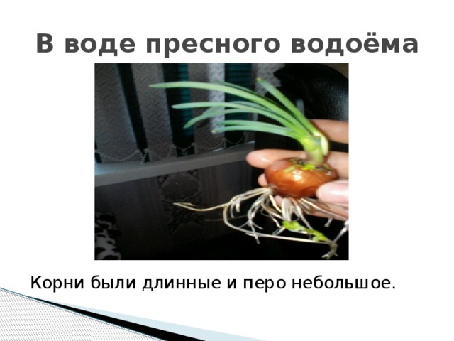 В воде пресного водоёма Корни были длинные и перо небольшое. 