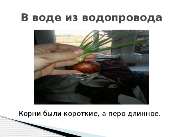 В воде из водопровода Корни были короткие, а перо длинное. 
