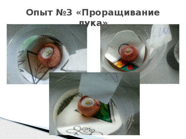 Опыт №3 «Проращивание лука» 