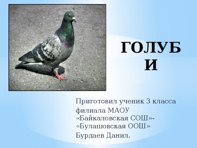 ГОЛУБИ Приготовил ученик 3 класса филиала МАОУ «Байкаловская СОШ»- «Булашовская ООШ» Бурдаев Данил. 