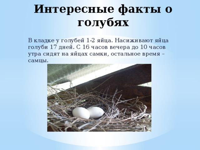 Интересные факты о голубях В кладке у голубей 1-2 яйца. Насиживают яйца голуби 17 дней. С 16 часов вечера до 10 часов утра сидят на яйцах самки, остальное время – самцы. 