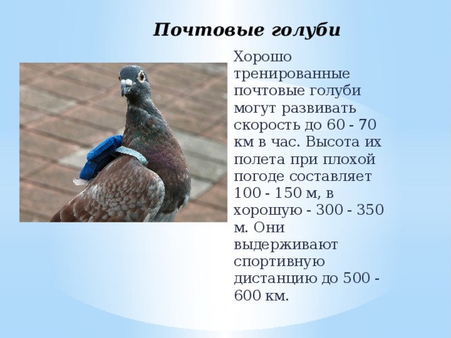 Почтовые голуби Хорошо тренированные почтовые голуби могут развивать скорость до 60 - 70 км в час. Высота их полета при плохой погоде составляет 100 - 150 м, в хорошую - 300 - 350 м. Они выдерживают спортивную дистанцию до 500 - 600 км. 