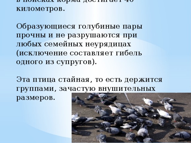    Радиус отлета голубей от голубятни в поисках корма достигает 40 километров.   Образующиеся голубиные пары прочны и не разрушаются при любых семейных неурядицах (исключение составляет гибель одного из супругов).   Эта птица стайная, то есть держится группами, зачастую внушительных размеров.      