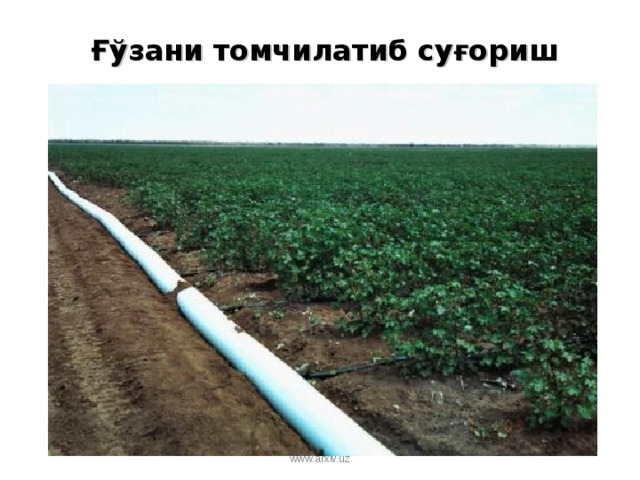 Ғўзани томчилатиб суғориш www.arxiv.uz 