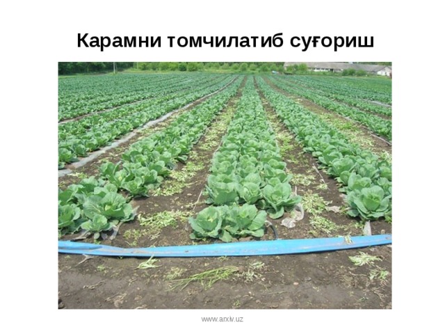 Карамни томчилатиб суғориш www.arxiv.uz 