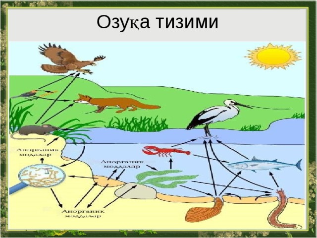 Озуқа тизими 