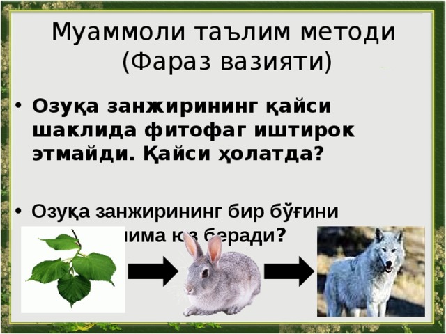 Муаммоли таълим методи   (Фараз вазияти) Озуқа занжирининг қайси шаклида фитофаг иштирок этмайди. Қайси ҳолатда ?  Озуқа занжирининг бир бўғини бузилса нима юз беради ?    