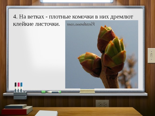4. На ветках - плотные комочки в них дремлют клейкие листочки. 