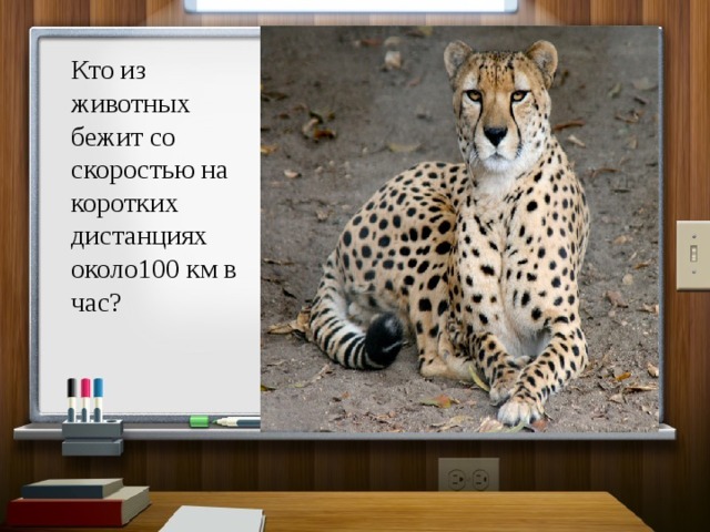 Кто из животных бежит со скоростью на коротких дистанциях около100 км в час? 