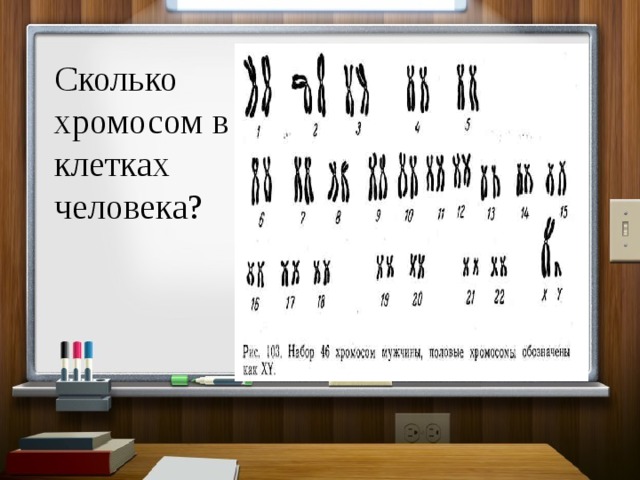 Сколько хромосом в клетках человека? 