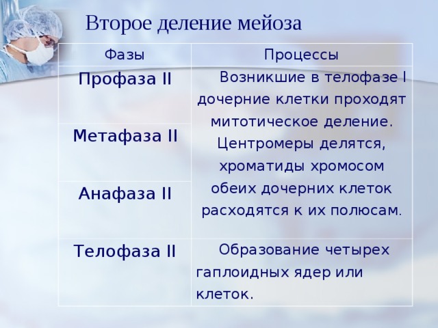 Второе деление мейоза Фазы Процессы Профаза II  Возникшие в телофазе I дочерние клетки проходят митотическое деление. Центромеры делятся, хроматиды хромосом обеих дочерних клеток расходятся к их полюсам . Метафаза II Анафаза II Телофаза II  Образование четырех гаплоидных ядер или клеток. 
