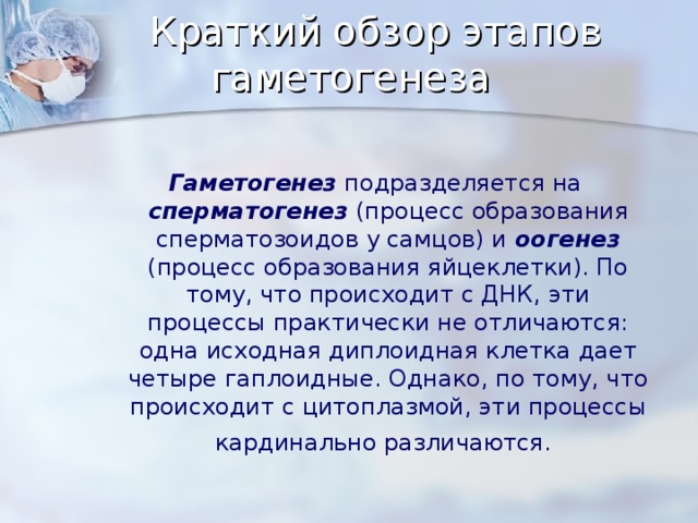 Краткий обзор этапов гаметогенеза     Гаметогенез подразделяется на сперматогенез (процесс образования сперматозоидов у самцов) и оогенез  (процесс образования яйцеклетки). По тому, что происходит с ДНК, эти процессы практически не отличаются: одна исходная диплоидная клетка дает четыре гаплоидные. Однако, по тому, что происходит с цитоплазмой, эти процессы кардинально различаются.  