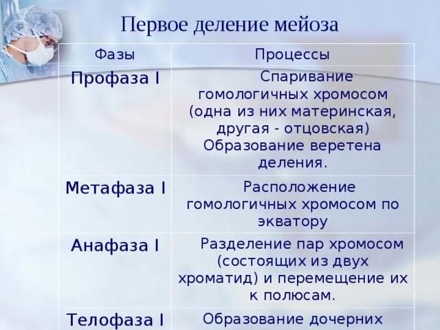 Первое деление мейоза Фазы Процессы Профаза I  Спаривание гомологичных хромосом (одна из них материнская, другая - отцовская) Образование веретена деления. Метафаза I  Расположение гомологичных хромосом по экватору Анафаза I  Разделение пар хромосом (состоящих из двух хроматид) и перемещение их к полюсам. Телофаза I Образование дочерних клеток. 