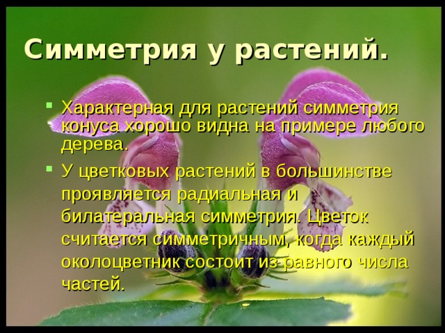 Симметрия у растений. Характерная для растений симметрия конуса хорошо видна на примере любого дерева. У цветковых растений в большинстве проявляется радиальная и билатеральная симметрия. Цветок считается симметричным, когда каждый околоцветник состоит из равного числа частей. 