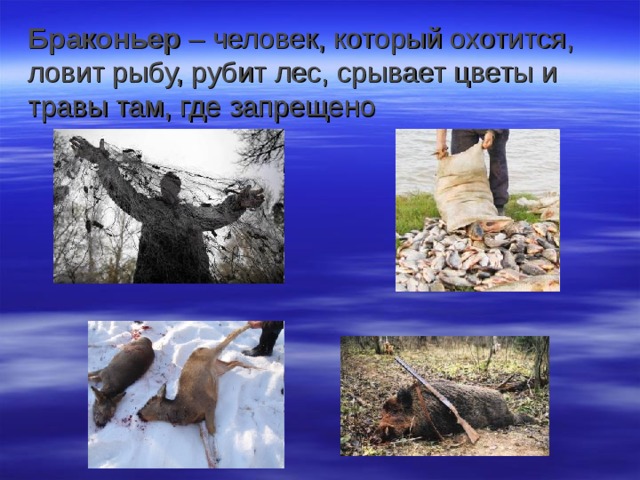 Браконьер – человек, который охотится, ловит рыбу, рубит лес, срывает цветы и травы там, где запрещено 