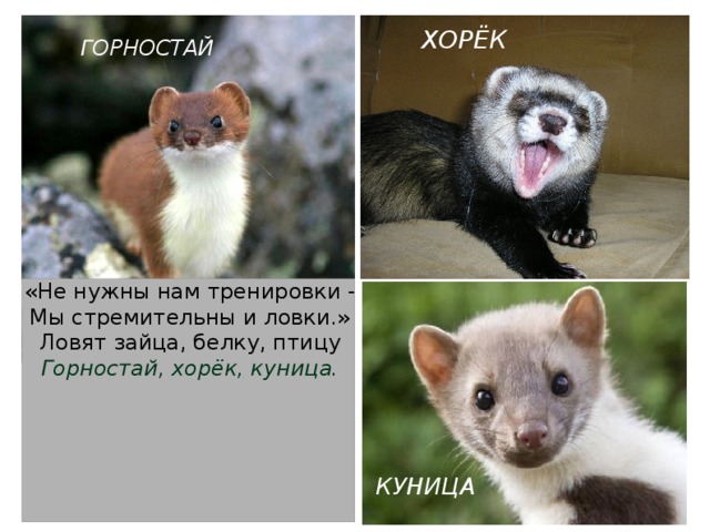ХОРЁК ГОРНОСТАЙ «Не нужны нам тренировки - Мы стремительны и ловки.» Ловят зайца, белку, птицу Горностай, хорёк, куница. КУНИЦА 