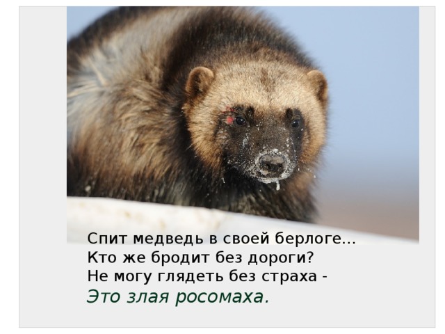 Спит медведь в своей берлоге... Кто же бродит без дороги? Не могу глядеть без страха - Это злая росомаха. 