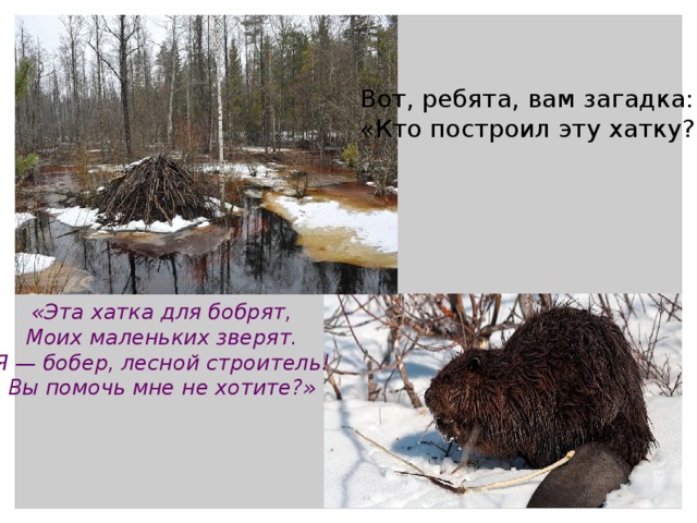 Вот, ребята, вам загадка: «Кто построил эту хатку?» «Эта хатка для бобрят, Моих маленьких зверят. Я — бобер, лесной строитель! Вы помочь мне не хотите?» 