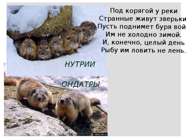 Под корягой у реки Странные живут зверьки. Пусть поднимет буря вой - Им не холодно зимой. И, конечно, целый день Рыбу им ловить не лень. НУТРИИ ОНДАТРЫ 