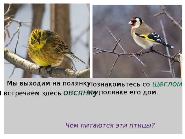 Мы выходим на полянку Познакомьтесь со щеглом - И встречаем здесь овсянку. На полянке его дом. Чем питаются эти птицы? 