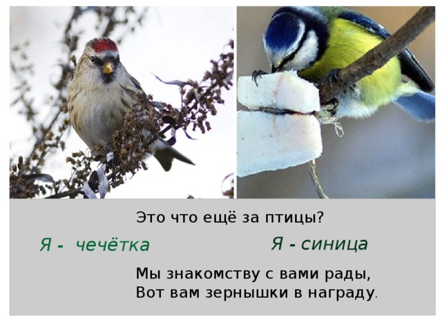 Это что ещё за птицы? Я - синица Я - чечётка Мы знакомству с вами рады,  Вот вам зернышки в награду . 