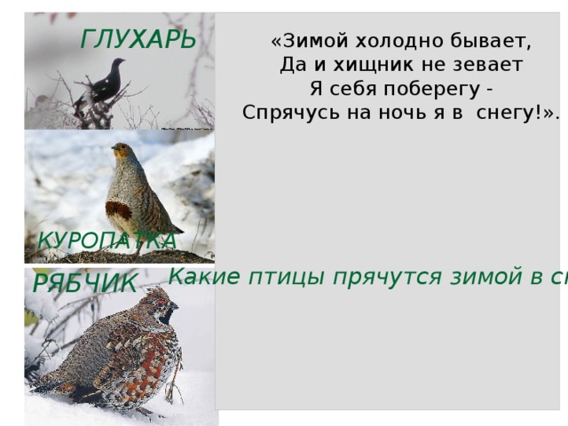 ГЛУХАРЬ «Зимой холодно бывает, Да и хищник не зевает Я себя поберегу - Спрячусь на ночь я в снегу!». КУРОПАТКА Какие птицы прячутся зимой в снегу? РЯБЧИК 