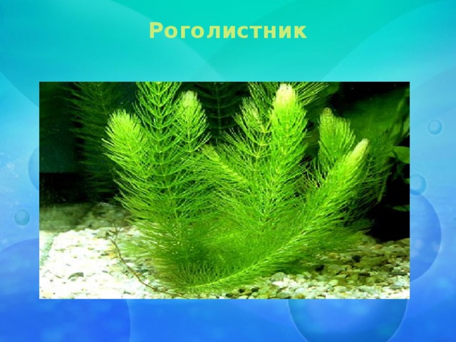 Роголистник   