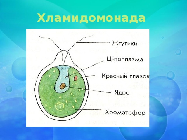 Хламидомонада 